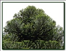 Bunya pine cones on the top of the tree